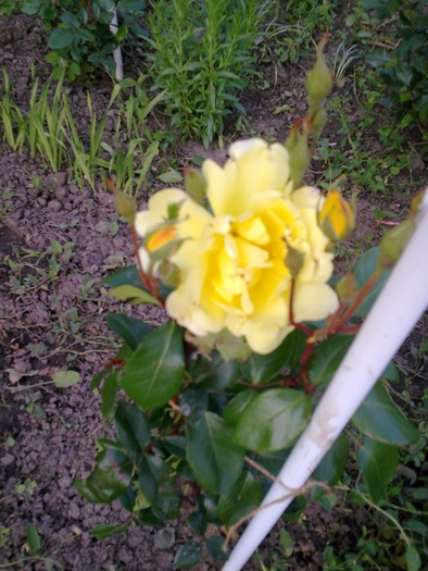 Trandafir - GRADINA DE FLORI IUNIE - IULIE