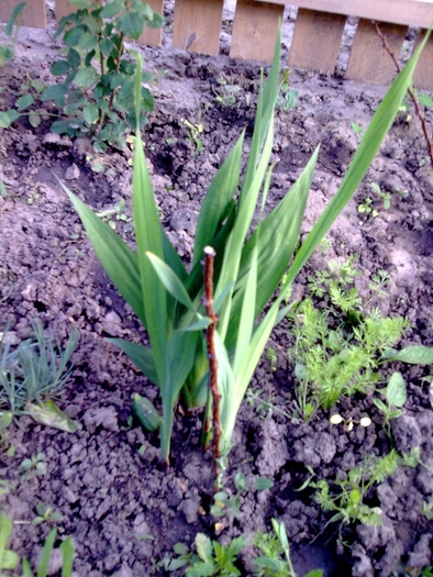 Gladiole - GRADINA DE FLORI IUNIE - IULIE