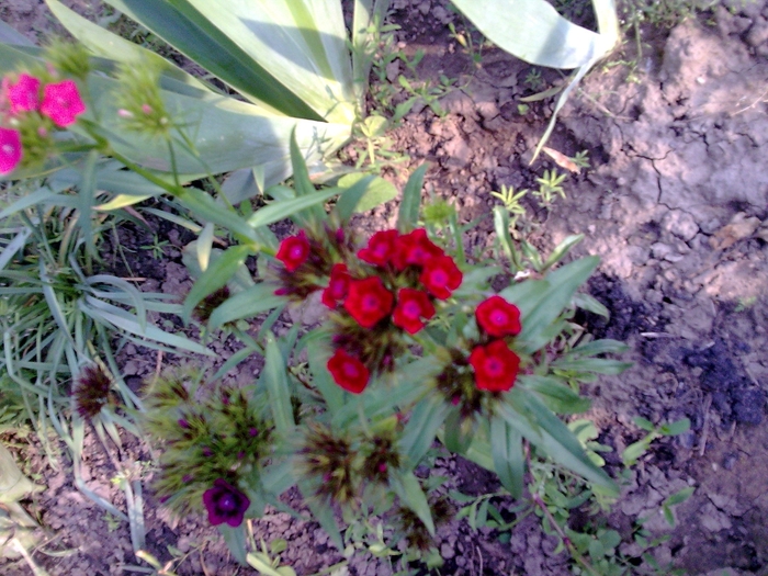 Garofita grena - GRADINA DE FLORI IUNIE - IULIE