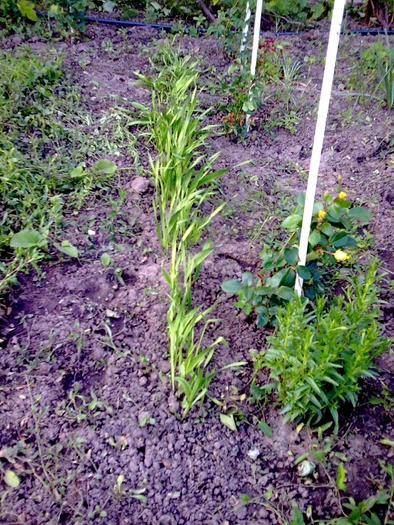 Puiuti de gladiole