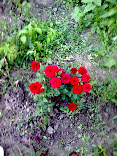 Trandafir Pitic - GRADINA DE FLORI IUNIE - IULIE