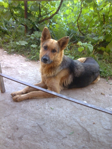 Sasha - GRADINA DE FLORI IUNIE - IULIE