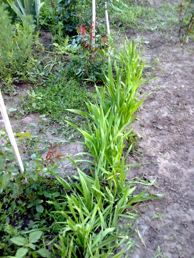 Puiuti de gladiole - GRADINA DE FLORI IUNIE - IULIE