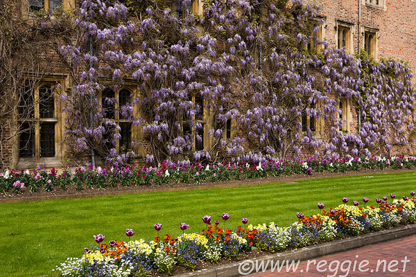 westeria tulip - salcami