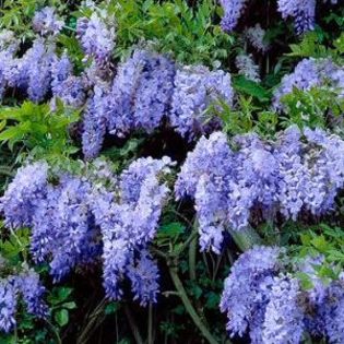 amethyst-tree-vine-wisteria