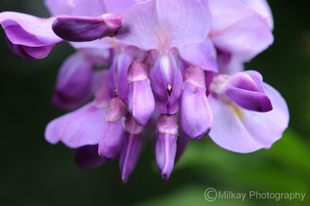 august12_chinese_wisteria_tlm_0885 - salcami