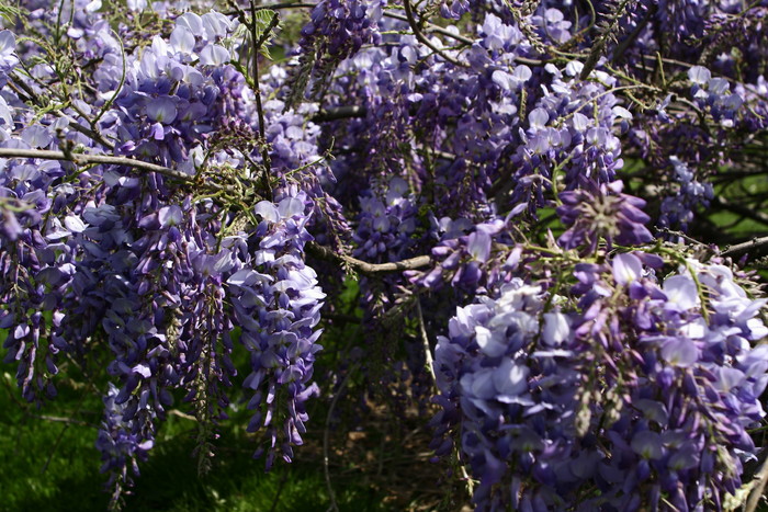 spring-flower-wisteria-clusters - salcami