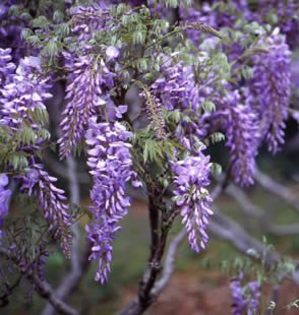 burford-wisteria-tree-vine - salcami