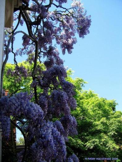 Chinese Wisteria (Wisteria sinensis) 986969