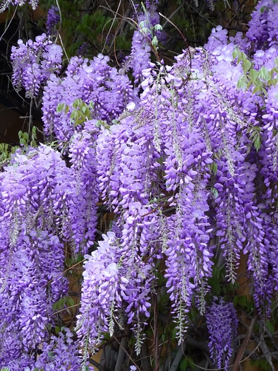 Chinese_Wisteria_Bl%C3%BCtentrauben - salcami