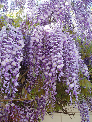 Japanese%20wisteria