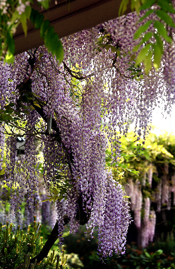 large_wisteria