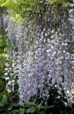 medium_wisteria