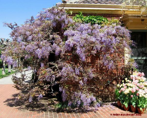 sily westeria violacea - salcami