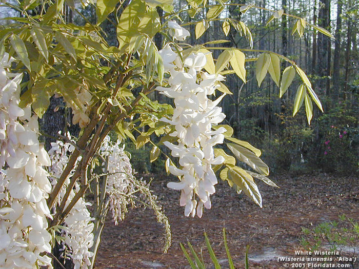 WhiteWisteria800