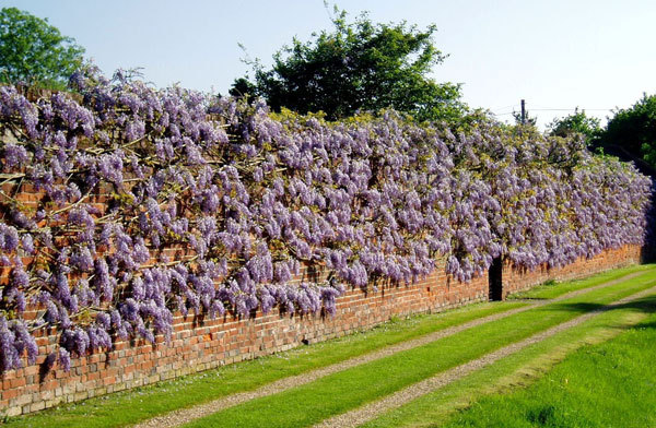 wickham_place_wisteria_original