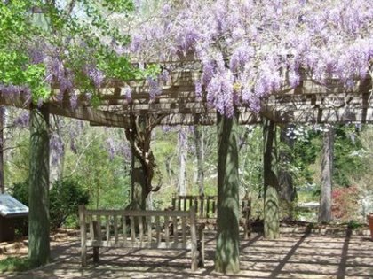 wisteria