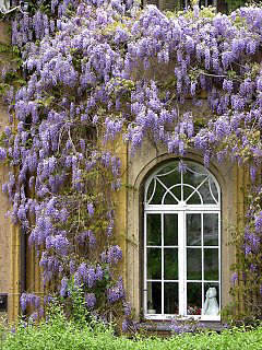 wisteria zzz