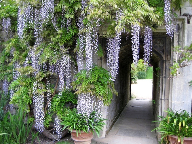 Wisteria1 - salcami