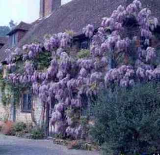 WISTERIA21