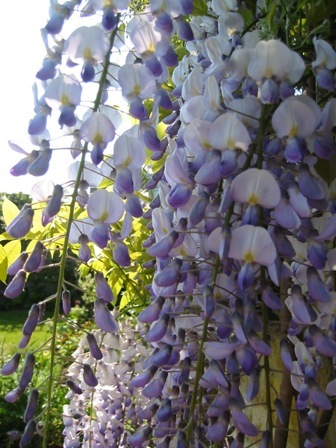 Wisteria  tttt