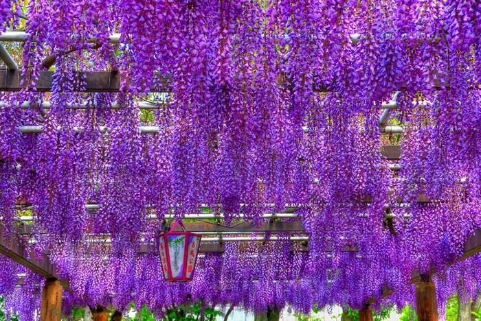 Wisteria (2) - salcami