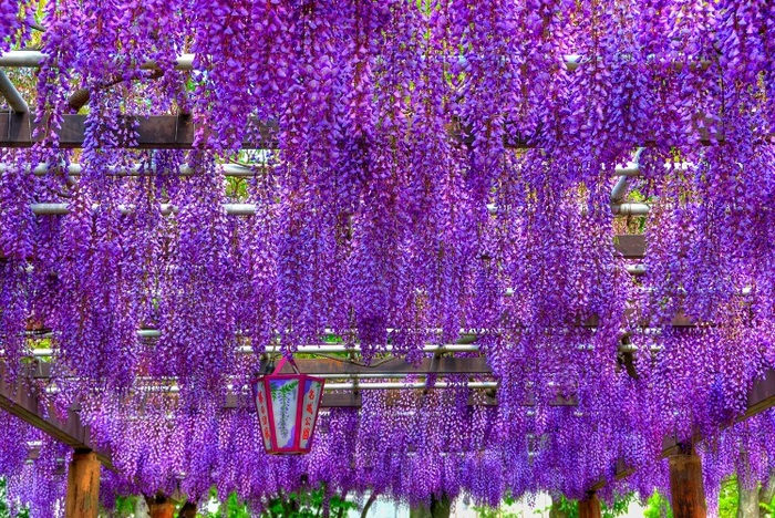 Wisteria (2)