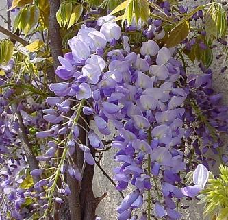 wisteria bb - salcami