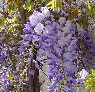 wisteria bb