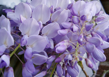 Wisteria eee