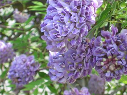wisteria jjjj - salcami