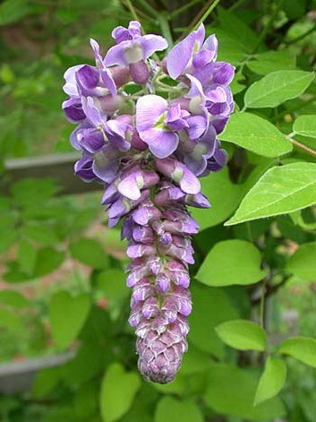 WISTERIA ssss