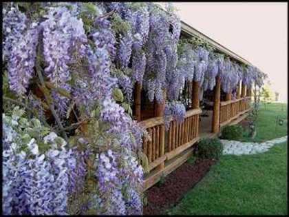 wisteria wwww