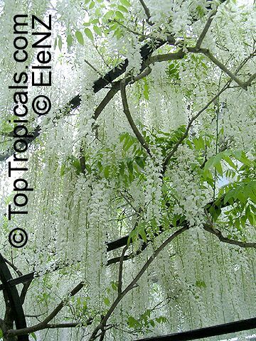 Wisteria_floribunda041el