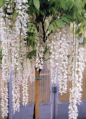 wisteria_floribunda_alba