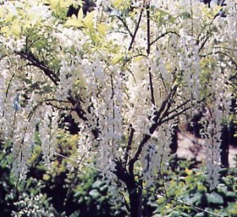 wisteria_floribunda_2