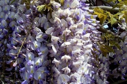 wisteria_sinensis_3 - salcami