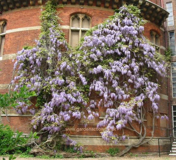 wisteria-spectacular-mine - salcami