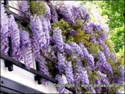 Wisteria_sinensis_prolific - salcami