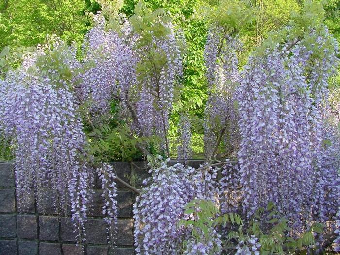 Wisteria-floribunda-Macrobotrys-030505-5s