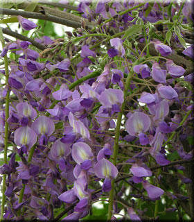 WisteriaFlorRoyalPurple