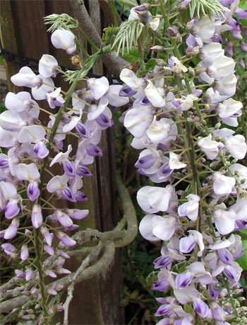 wisteria-flower - salcami