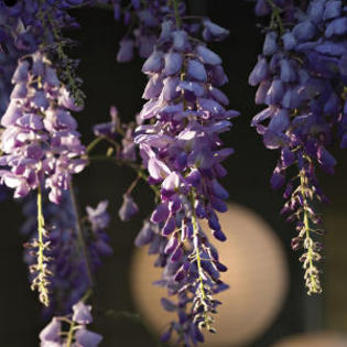 wisteria-m