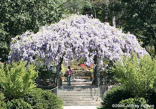 wisteria-pagoda060411-0487dkgrdnsz