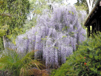 wisteria-sinensis