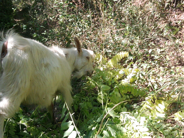 Fotografie0347 - Alte animale ale bunicului meu si ale mele