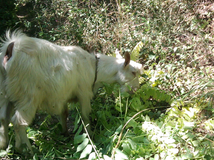 Fotografie0348 - Alte animale ale bunicului meu si ale mele