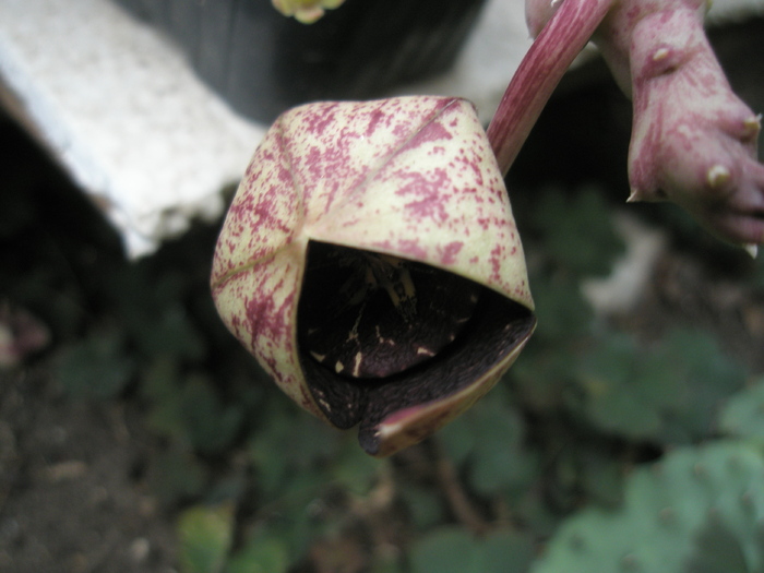 Stapelia variegata - floare la deschidere - Stapelia variegata