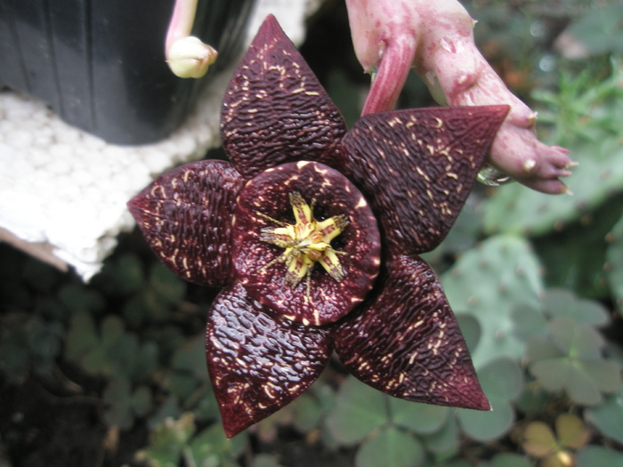 Stapelia variegata neagra - dupa ploaie 26.09