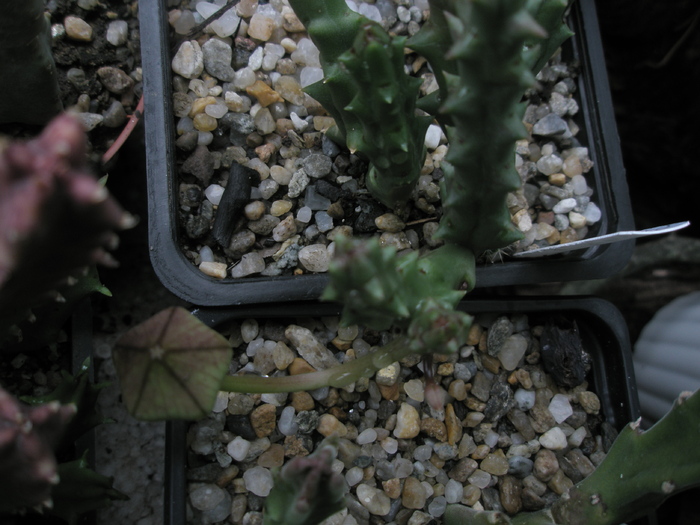 Stapelia variegata de la Irina - boboc - Stapelia variegata